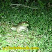 /home//u458753944/public_html/sourcegallery//Frogs/More bullfrogs/P6080148.JPG